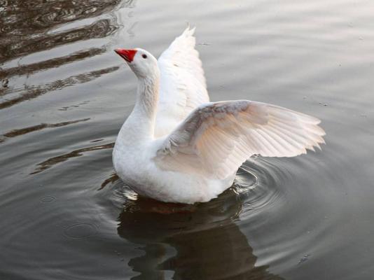 The Nugget Guest Lodge - 256323