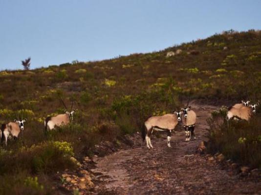 Goats Window Luxury Safari Lodge - Natural landscape
