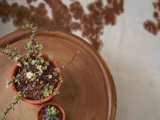 Goats Window Luxury Safari Lodge - 256592