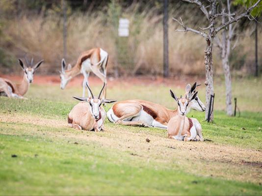 Browns Manor - 257051