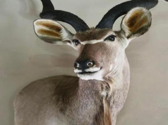 Phakela Private Game Lodge - Decorative detail