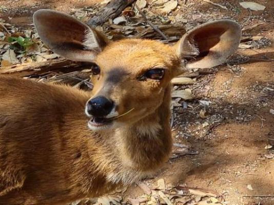 Phakela Private Game Lodge - Garden