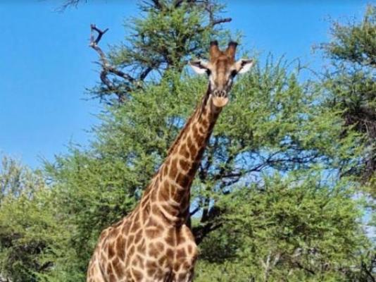 Phakela Private Game Lodge - Natural landscape