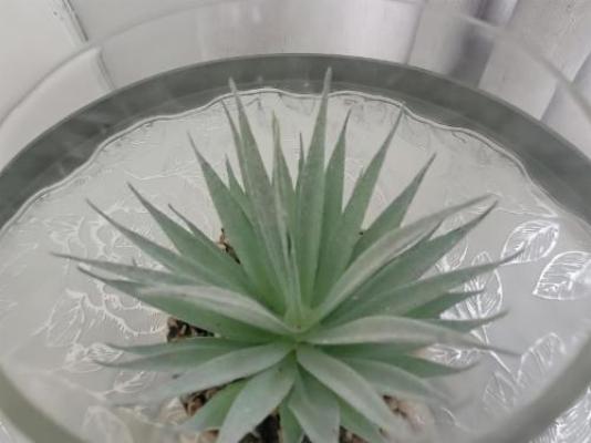 208 On Circular - Decorative detail