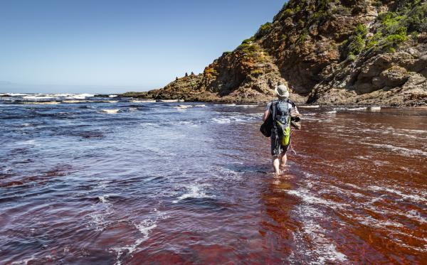 Garden Route (Tsitsikamma, Knysna, Wilderness) National Park - 257519