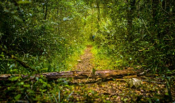 Garden Route (Tsitsikamma, Knysna, Wilderness) National Park - 257521