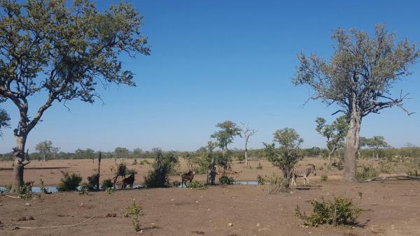 Talamati Bushveld Camp - Kruger Park - 258022