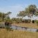 Talamati Bushveld Camp - Kruger Park - 258023