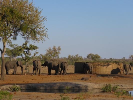 Talamati Bushveld Camp - Kruger Park - 258024