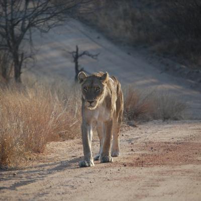 Talamati Bushveld Camp - Kruger Park - 258026