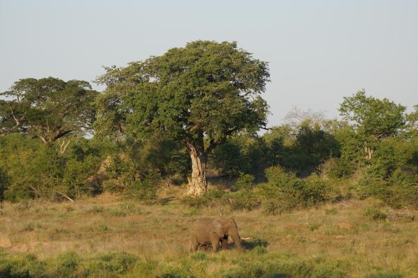Sirheni Bushveld Camp - Kruger Park - 258035
