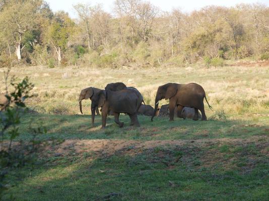 Sirheni Bushveld Camp - Kruger Park - 258037
