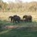 Sirheni Bushveld Camp - Kruger Park - 258037