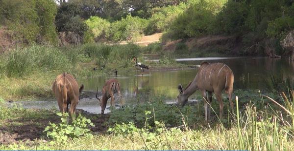 Shimuwini Bushveld Camp - Kruger Park - 258040