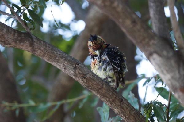 Shimuwini Bushveld Camp - Kruger Park - 258041