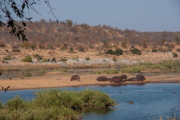Shimuwini Bushveld Camp - Kruger Park - 258043