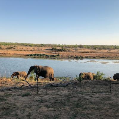 Shimuwini Bushveld Camp - Kruger Park - 258047