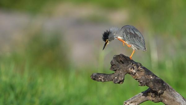 Biyamiti Bushveld Camp - Kruger Park - 258052
