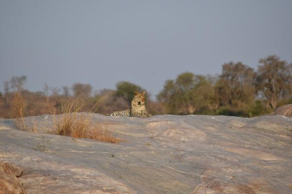 Biyamiti Bushveld Camp - Kruger Park - 258053