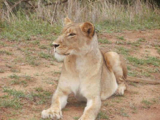 Biyamiti Bushveld Camp - Kruger Park - 258060