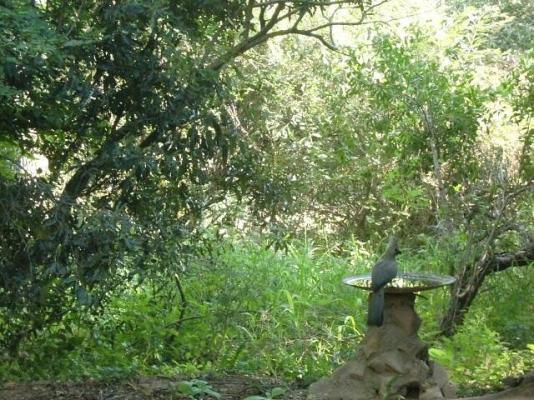 Bateleur Bushveld Camp - Kruger Park - 258066