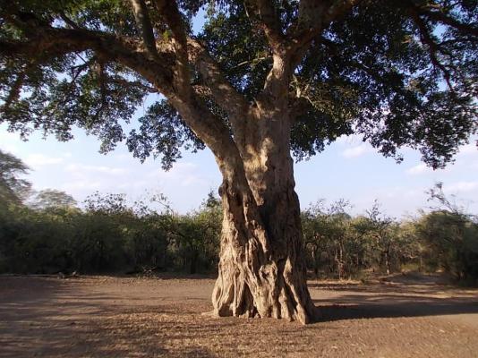 Bateleur Bushveld Camp - Kruger Park - 258073