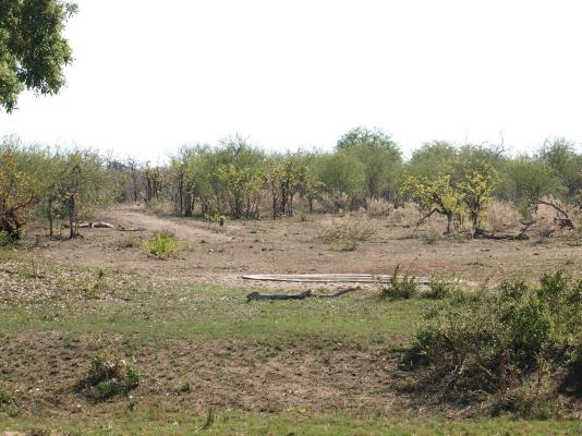 Bateleur Bushveld Camp - Kruger Park - 258076