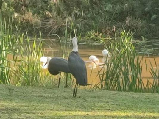 Hillton Manor Self-catering Accommodation - Natural landscape