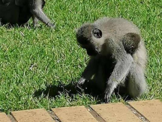 Hillton Manor Self-catering Accommodation - Natural landscape