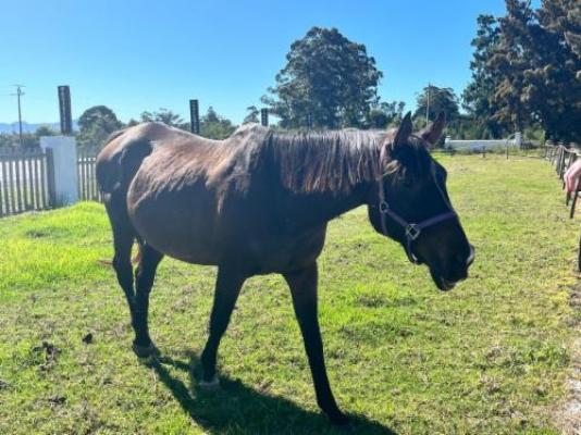 Forest Gate Resort - Garden