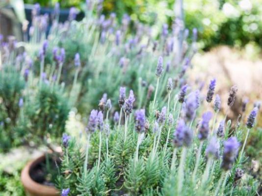 Burkleigh House - Garden