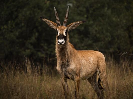 Summerplace Game Reserve - 258946