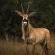Summerplace Game Reserve - 258946