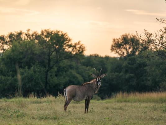 Summerplace Game Reserve - 258949