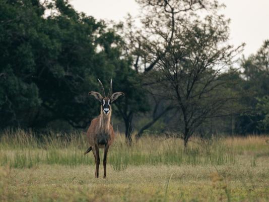 Summerplace Game Reserve - 258950