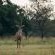 Summerplace Game Reserve - 258950