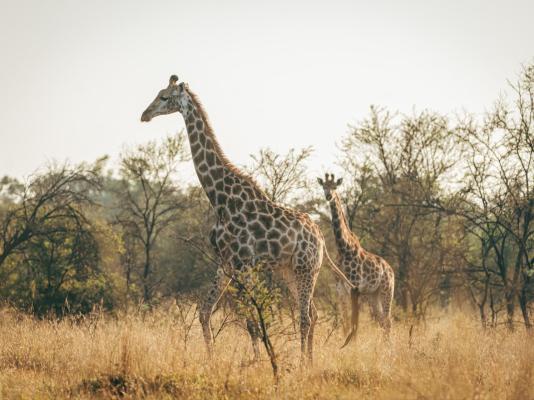 Summerplace Game Reserve - 258965