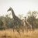 Summerplace Game Reserve - 258965