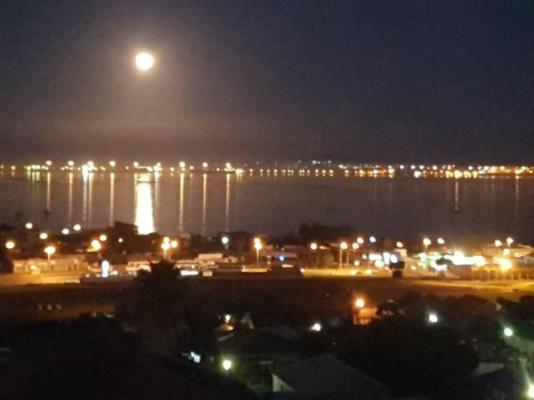 Albatross Nest - 259279