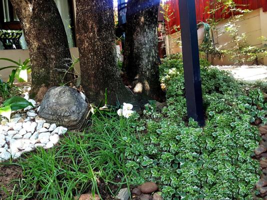 Sunshine Selfcatering - 259540