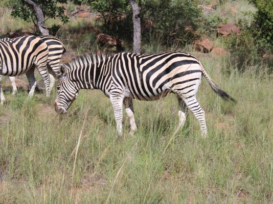 Izintaba Private Game Reserve - 259674