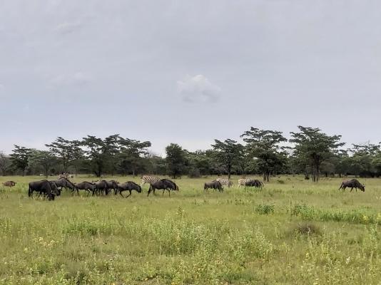 Izintaba Private Game Reserve - 259676