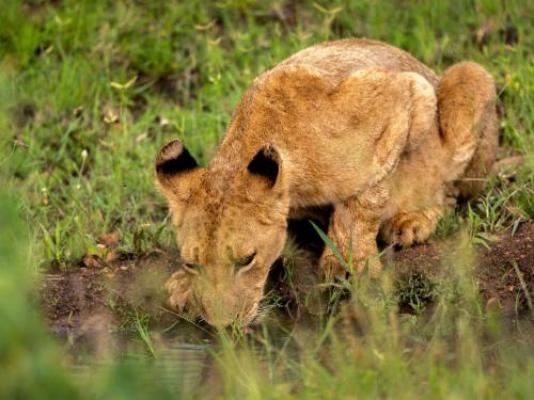 Ngonyam Safari Lodge - Natural landscape