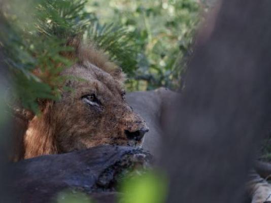 Ngonyam Safari Lodge - Natural landscape