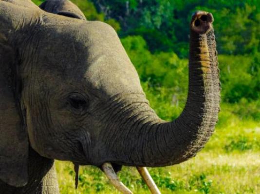 Ngonyam Safari Lodge - Natural landscape