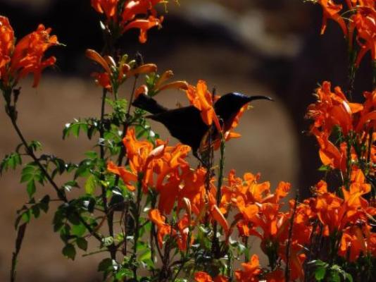 Ngonyam Safari Lodge - Natural landscape