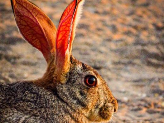 Ngonyam Safari Lodge - Natural landscape