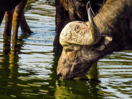 Ngonyam Safari Lodge - Natural landscape