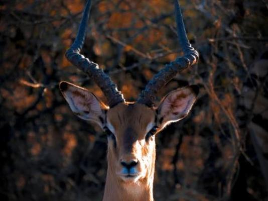 Ngonyam Safari Lodge - Natural landscape