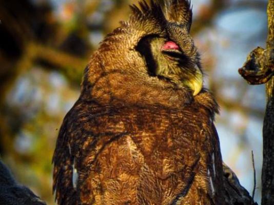 Ngonyam Safari Lodge - Natural landscape